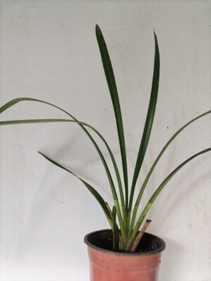 clivia 1 Orquídea Cymbidium