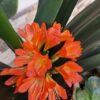 Hijos de Clivia
