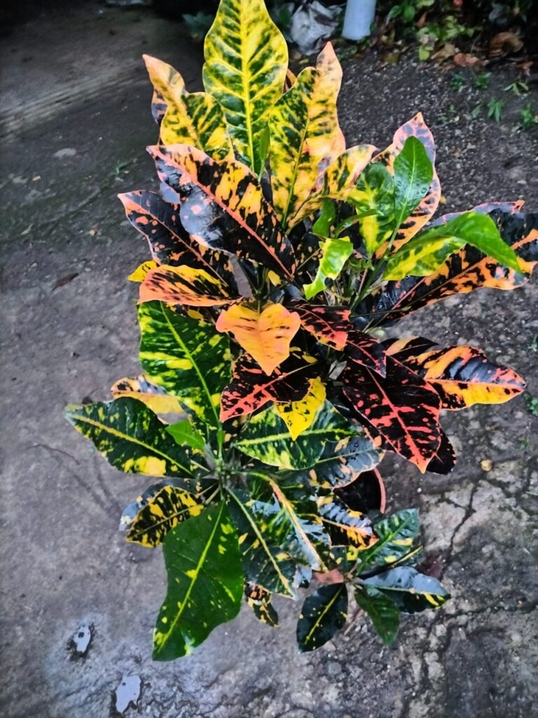 “La planta entregada será igual o mejor que la mostrada en la imagen. En caso de compras simultáneas, se entregará un ejemplar sustituto de igual o mayor calidad.”