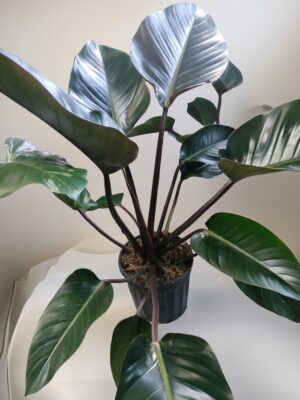 Philodendron ornamental – Imperial Green