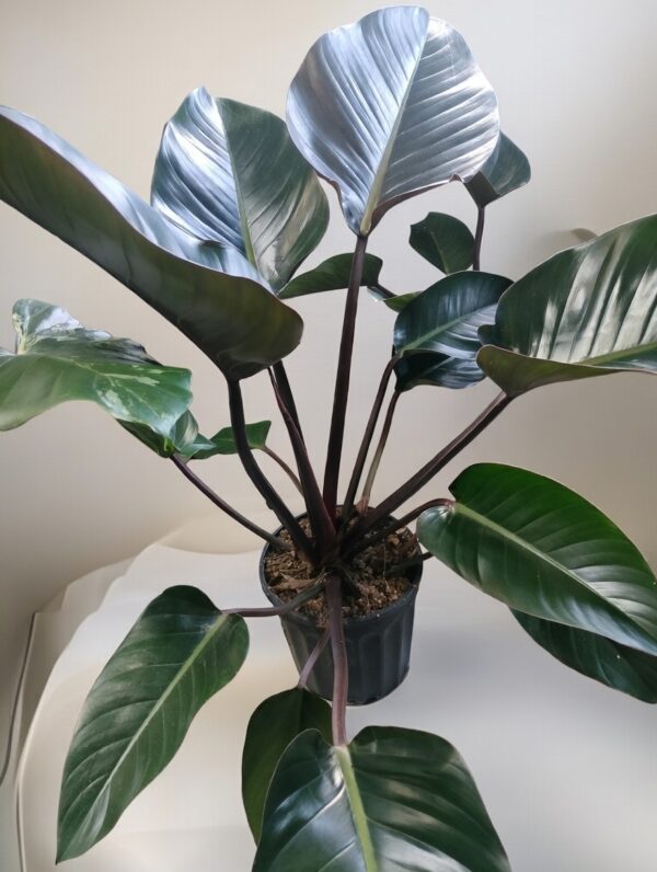 Philodendron ornamental – Imperial Green