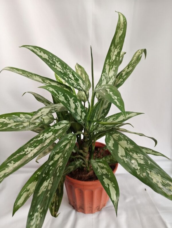 Aglaonema variegado – Chinese Evergreen ornamental