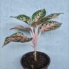 Aglaonema ornamental