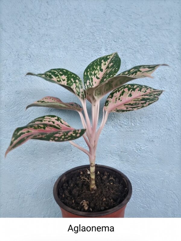 Aglaonema ornamental