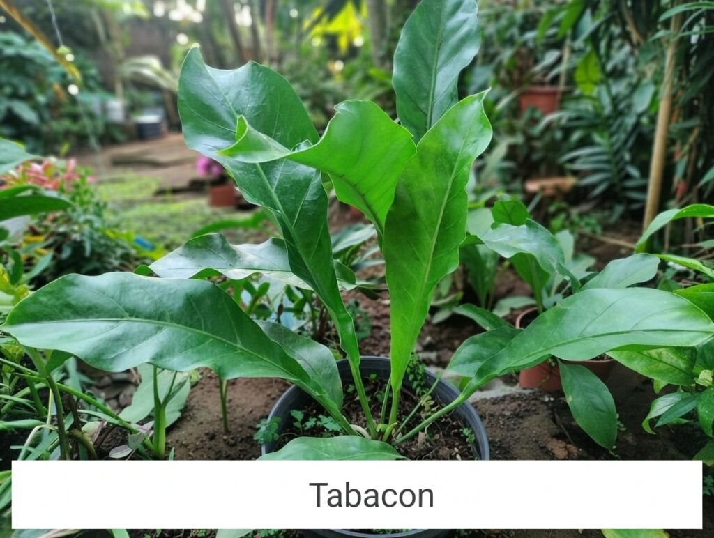 “La planta entregada será igual o mejor que la mostrada en la imagen. En caso de compras simultáneas, se entregará un ejemplar sustituto de igual o mayor calidad.”