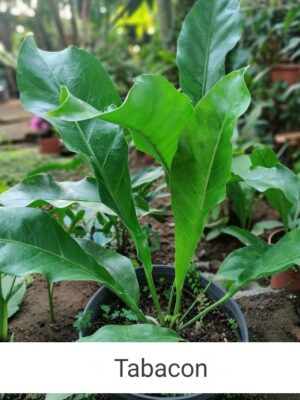 “La planta entregada será igual o mejor que la mostrada en la imagen. En caso de compras simultáneas, se entregará un ejemplar sustituto de igual o mayor calidad.”