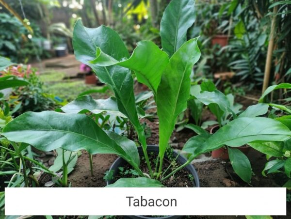 “La planta entregada será igual o mejor que la mostrada en la imagen. En caso de compras simultáneas, se entregará un ejemplar sustituto de igual o mayor calidad.”