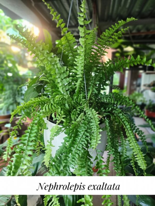 image - 2026-01-02T123537.955 Helecho Boston