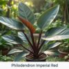Philodendron Imperial