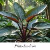 Philodendron Imperial
