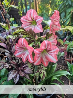 “La planta entregada será igual o mejor que la mostrada en la imagen. En caso de compras simultáneas, se entregará un ejemplar sustituto de igual o mayor calidad.”