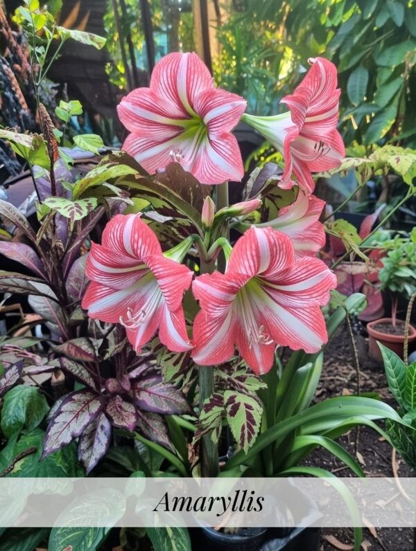 “La planta entregada será igual o mejor que la mostrada en la imagen. En caso de compras simultáneas, se entregará un ejemplar sustituto de igual o mayor calidad.”