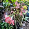 Amarilis (Hippeastrum spp.)