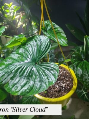 “La planta entregada será igual o mejor que la mostrada en la imagen. En caso de compras simultáneas, se entregará un ejemplar sustituto de igual o mayor calidad.”