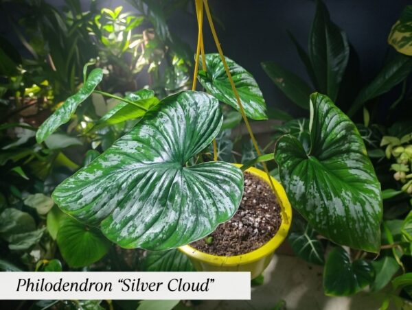 “La planta entregada será igual o mejor que la mostrada en la imagen. En caso de compras simultáneas, se entregará un ejemplar sustituto de igual o mayor calidad.”