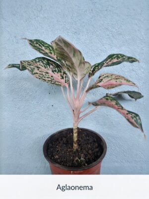 Alglonema Pink rosa “La planta entregada será igual o mejor que la mostrada en la imagen. En caso de compras simultáneas, se entregará un ejemplar sustituto de igual o mayor calidad.”