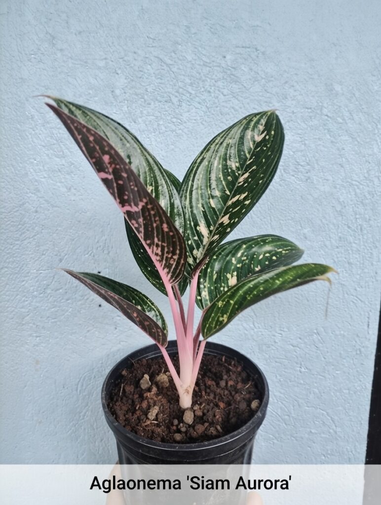 La planta entregada será igual o mejor que la mostrada en la imagen. En caso de compras simultáneas, se entregará un ejemplar sustituto de igual o mayor calidad.