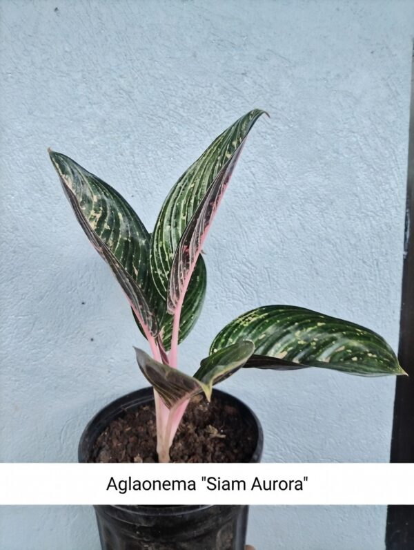 Aglaonema ornamental