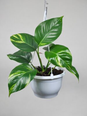 Potos variegado – Planta colgante de interior