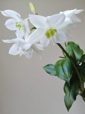 Hippeastrum blanco – Amaryllis ornamental