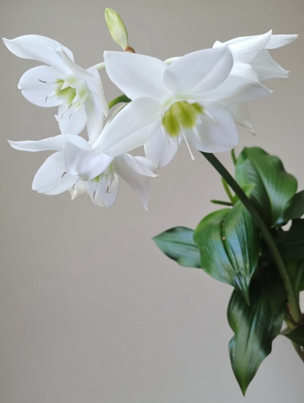 image (27) Hippeastrum blanco – Amaryllis ornamental