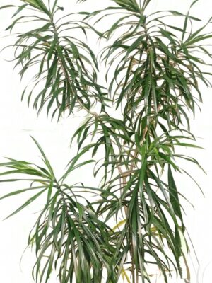 Dracaena Marginata