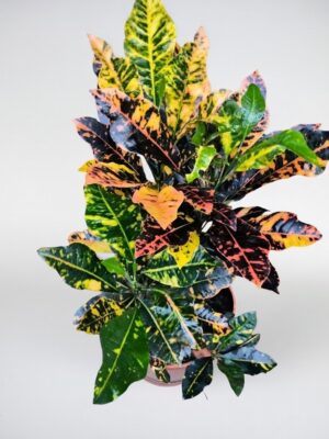 Croton – Planta ornamental tropical multicolor