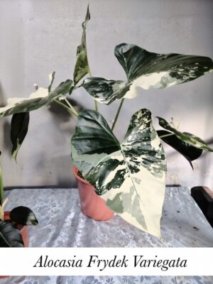 “La planta entregada será igual o mejor que la mostrada en la imagen. En caso de compras simultáneas, se entregará un ejemplar sustituto de igual o mayor calidad.”