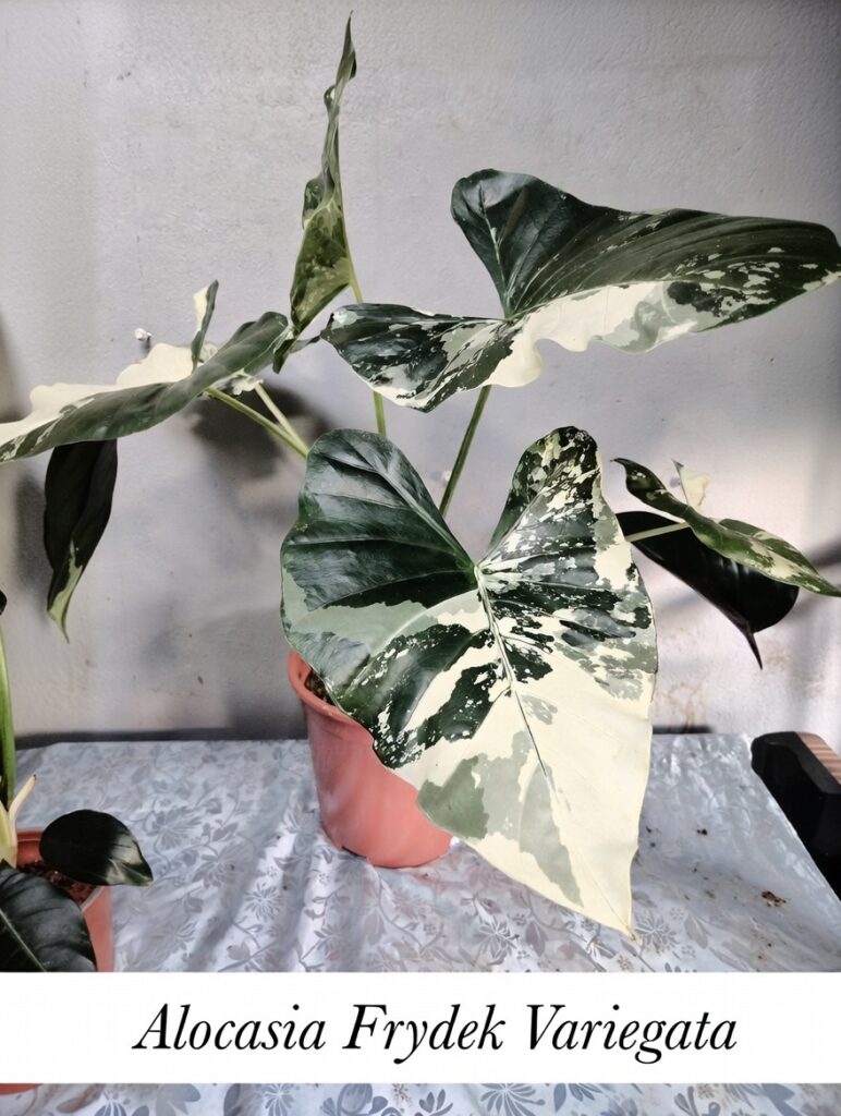 “La planta entregada será igual o mejor que la mostrada en la imagen. En caso de compras simultáneas, se entregará un ejemplar sustituto de igual o mayor calidad.”