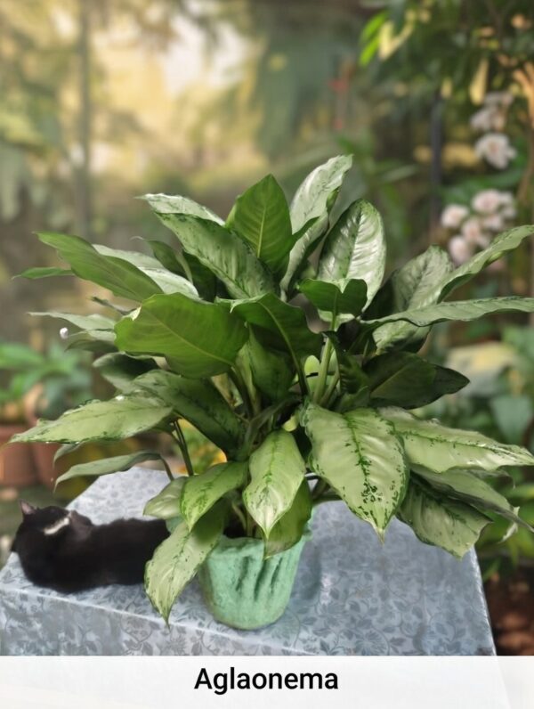 “La planta entregada será igual o mejor que la mostrada en la imagen. En caso de compras simultáneas, se entregará un ejemplar sustituto de igual o mayor calidad.”