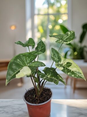 “La planta entregada será igual o mejor que la mostrada en la imagen. En caso de compras simultáneas, se entregará un ejemplar sustituto de igual o mayor calidad.”