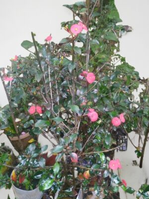 image (8) Sombrero Chino – Holmskioldia sanguinea