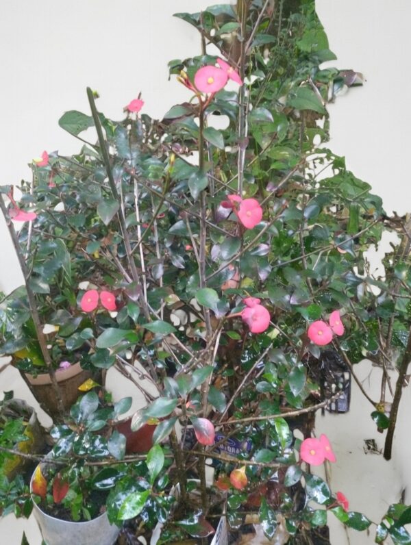 Sombrero Chino – Holmskioldia sanguinea