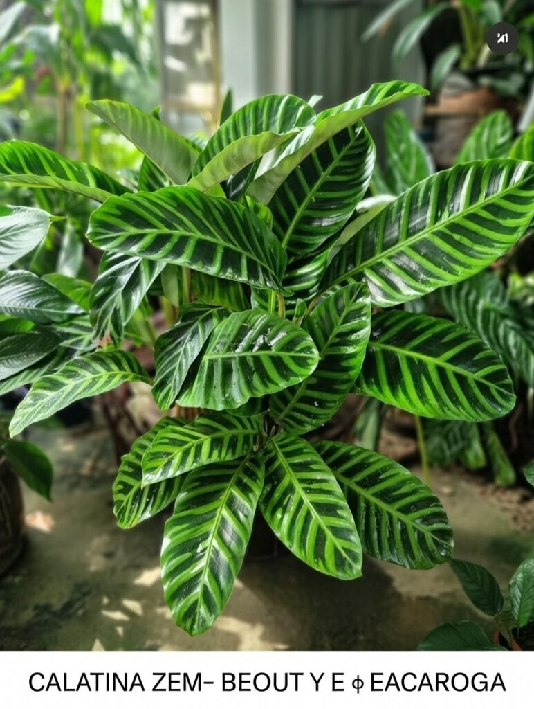 “La planta entregada será igual o mejor que la mostrada en la imagen. En caso de compras simultáneas, se entregará un ejemplar sustituto de igual o mayor calidad.”