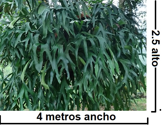 (Platycerium) No se vende